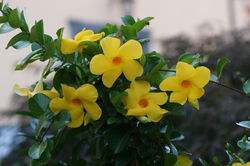dipladenia kaufen
