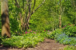 Jardin-for&ecirc;t, Permaculture, pixabay