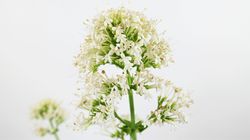 Val&eacute;riane rouge &agrave; fleurs blanches, centranthus-ruber Lubera