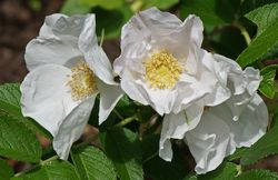 rosa rugosa rosiers &agrave; fruits d&eacute;coratifs Lubera, planter des rosiers rugueux