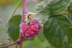 Hiverner les framboisiers, neige, framboisiers, gel