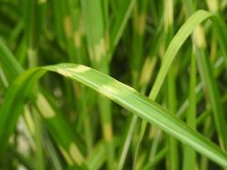 Acheter un miscanthus