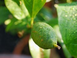 Citronnier Gel Lubera