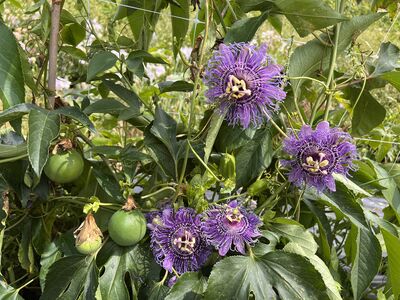 Planter et entretenir les fruits de la passion rustiques Cooltropics�