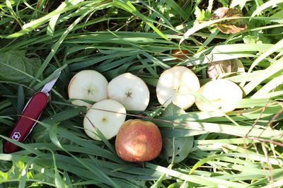 La s�lection de pommes sans p�pins chez Lubera�