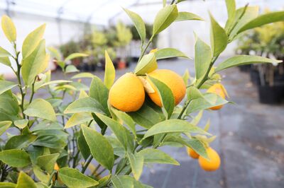 Que sont les agrumes rustiques Switrus� et comment les cultiver dans son jardin ?