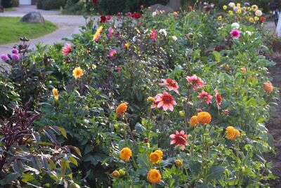 Forcer les dahlias et les planter t�t pour une floraison pr�coce