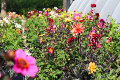 Vari&eacute;t&eacute;s de dahlias &agrave; floraison pr&eacute;coce mi-juillet 2024, 90 dahlias en pot, projet dahlias en pot, dahlias vivaces. Mi-juillet 2024