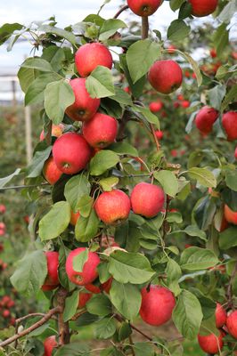 Quand les pommes sont-elles m&ucirc;res&nbsp;? 7 crit&egrave;res objectifs