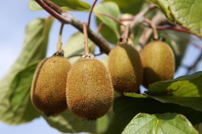 Kiwis rustiques – Des vari�t�s d'Actinidia qui supportent bien le gel pour ton jardin