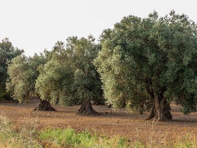 Le bon terreau pour l’olivier - la base pour de super olives