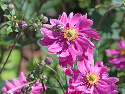 An�mone, an�mone des bois : fiche plante & entretien