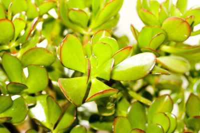 Baobab, plante d’int�rieur�: Entretien, multiplication