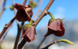 Pollinisation et autofertilit� chez l'asiminier (Asimina triloba)