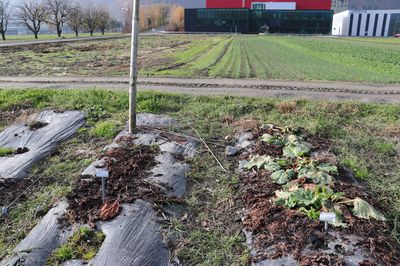 Faut-il prot�ger la rhubarbe en hiver�?