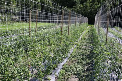 Tomates - l'amour au premier regard (ou �tait-ce au deuxi�me ?) L'histoire de la culture de tomates Lubera