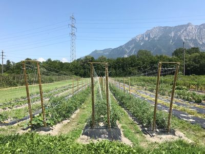 S�lection vari�tale des plantes de jardin