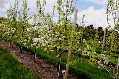Planter, entretenir et tailler un poirier&nbsp;: le guide Lubera�