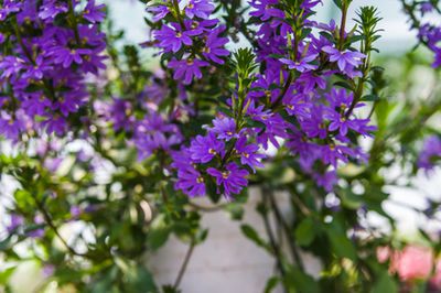 Scaevola – plantation, soins et entretien avec photos
