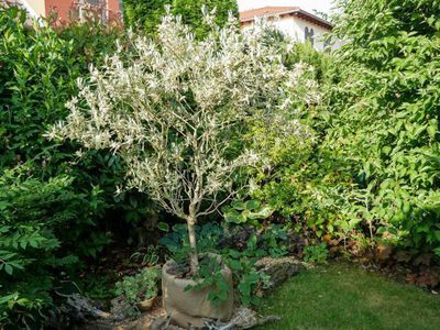 Planter et entretenir un olivier en pot - t�moignage