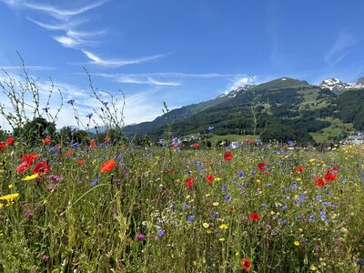 Cr�er une prairie fleurie : voil� comment faire !