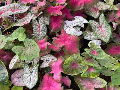 Caladium – une touche tropicale haute en couleur pour les zones ombrag�es
