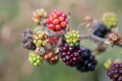 Bien reconna&icirc;tre et traiter les maladies du m&ucirc;rier