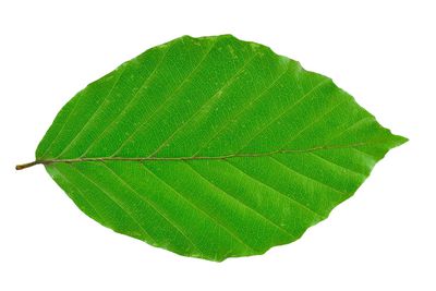 feuille de h&ecirc;tre - voici comment bien l&rsquo;identifier