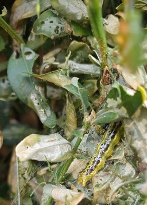 Lutter contre la pyrale du buis : privil�giez les rem�des maison et les traitements biologiques