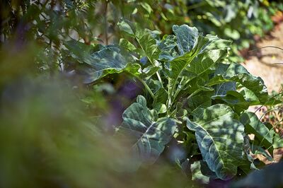 L�gumes d'ombre : conseils et informations g�n�rales