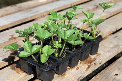 Planter, entretenir et r&eacute;colter des fraises - pour que tout fonctionne bien dans votre jardin