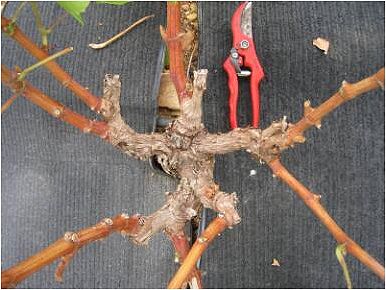 Cultiver la vigne : les principales techniques de conduite au jardin