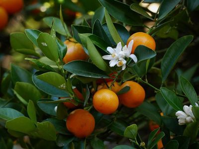Calamondin: entretien, plantation, et utilisation