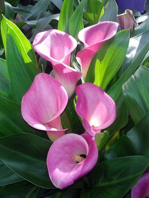 Arum (<i>Zantedeschia aethiopica</i>) &ndash; Entretien de l&rsquo;arum