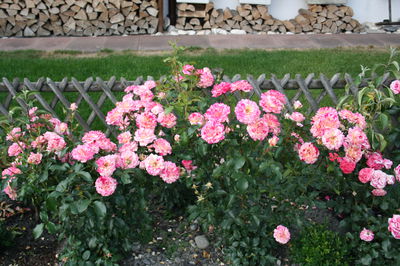 Planter des rosiers