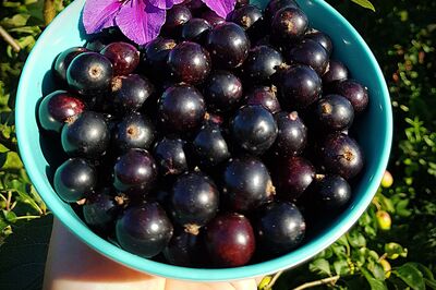 Pourquoi le cassis est-il si bon pour la sant� ?