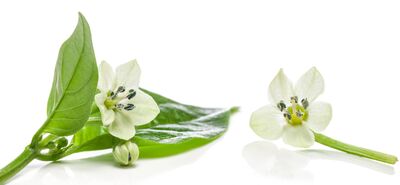 Mon piment ne fleurit pas : causes, entretien adapt� et vari�t�s pr�coces