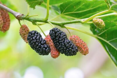 M�rier : tout ce qu'il faut savoir sur la plantation, l'entretien et la taille
