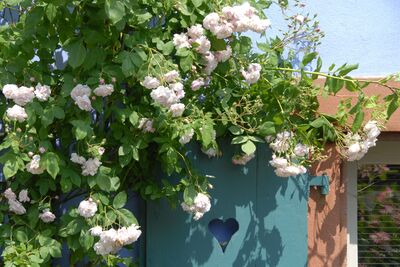 Quelles roses supportent la s�cheresse et la chaleur ? Vari�t�s, entretien, conseils de pro
