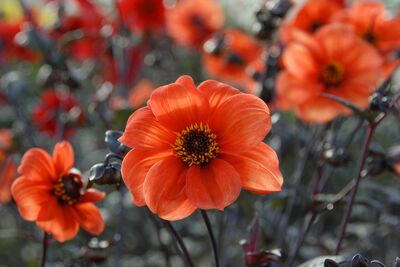 Les dahlias � feuillage fonc� : pourquoi s’�panouissent-ils si bien dans nos jardins ?