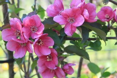 Le parfum des fleurs de pommier et de poirier