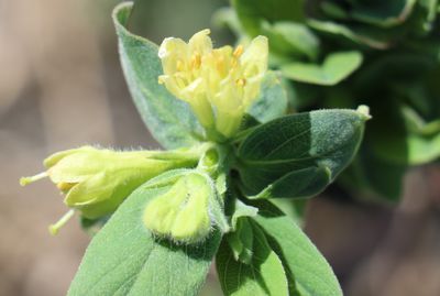La fructification de la baie de mai (Lonicera caerulea)
