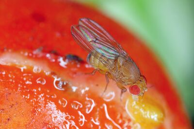 La drosophile du cerisier : comment reconna�tre ce ravageur et prot�ger efficacement vos fruits