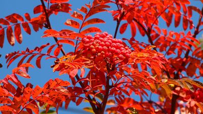 12 arbustes aux belles couleurs automnales