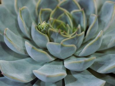 Genres de succulentes - d�terminer, planter et entretenir