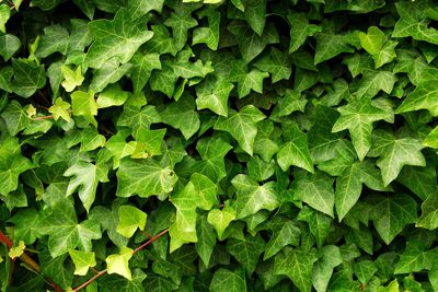 Entretien du lierre au jardin : taille, multiplication & toxicit� ?