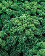 graines de chou kale