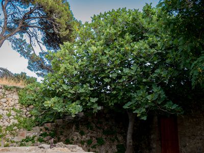 Planter et former un figuier sur tige