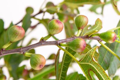 Entretenir le figuier – Toutes les informations sur la plantation et l'entretien du figuier