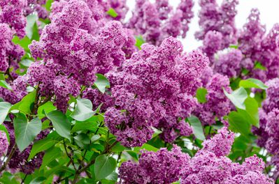 Tailler les lilas - instructions, quand et comment r�ussir